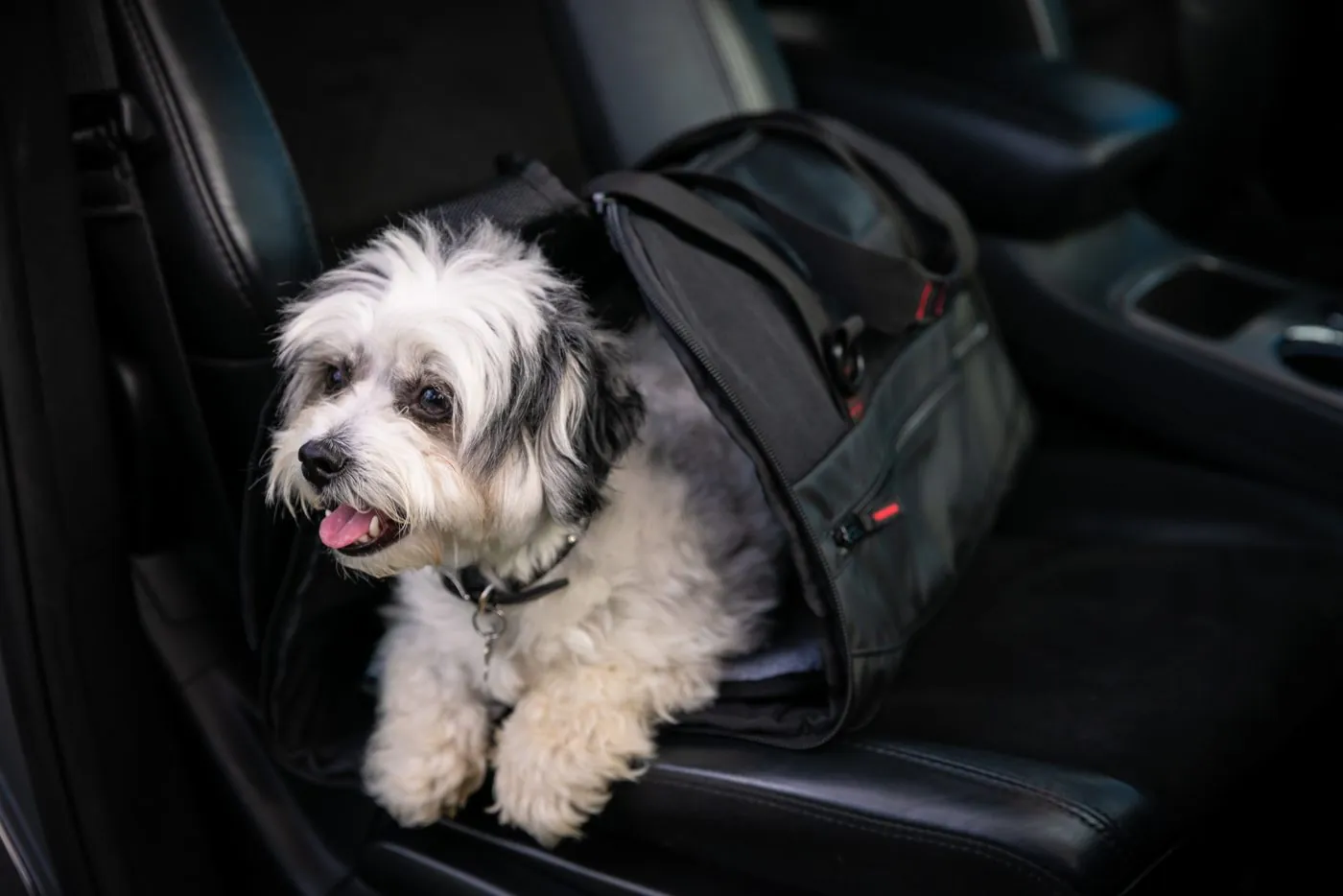 Dog in a SwissGear pet carrier on a car seat