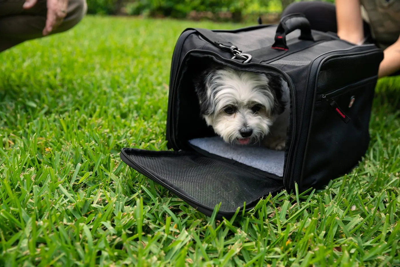Small dog peeking out of a SwissGear pet carrier on grass