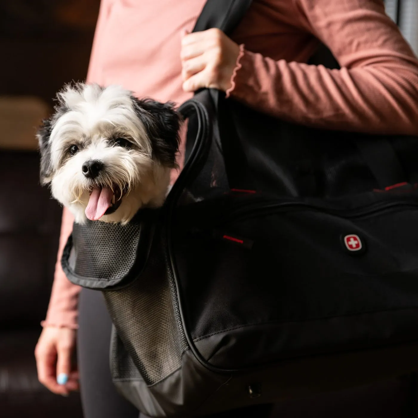 Dog peeking out of a SwissGear pet carrier on a shoulder