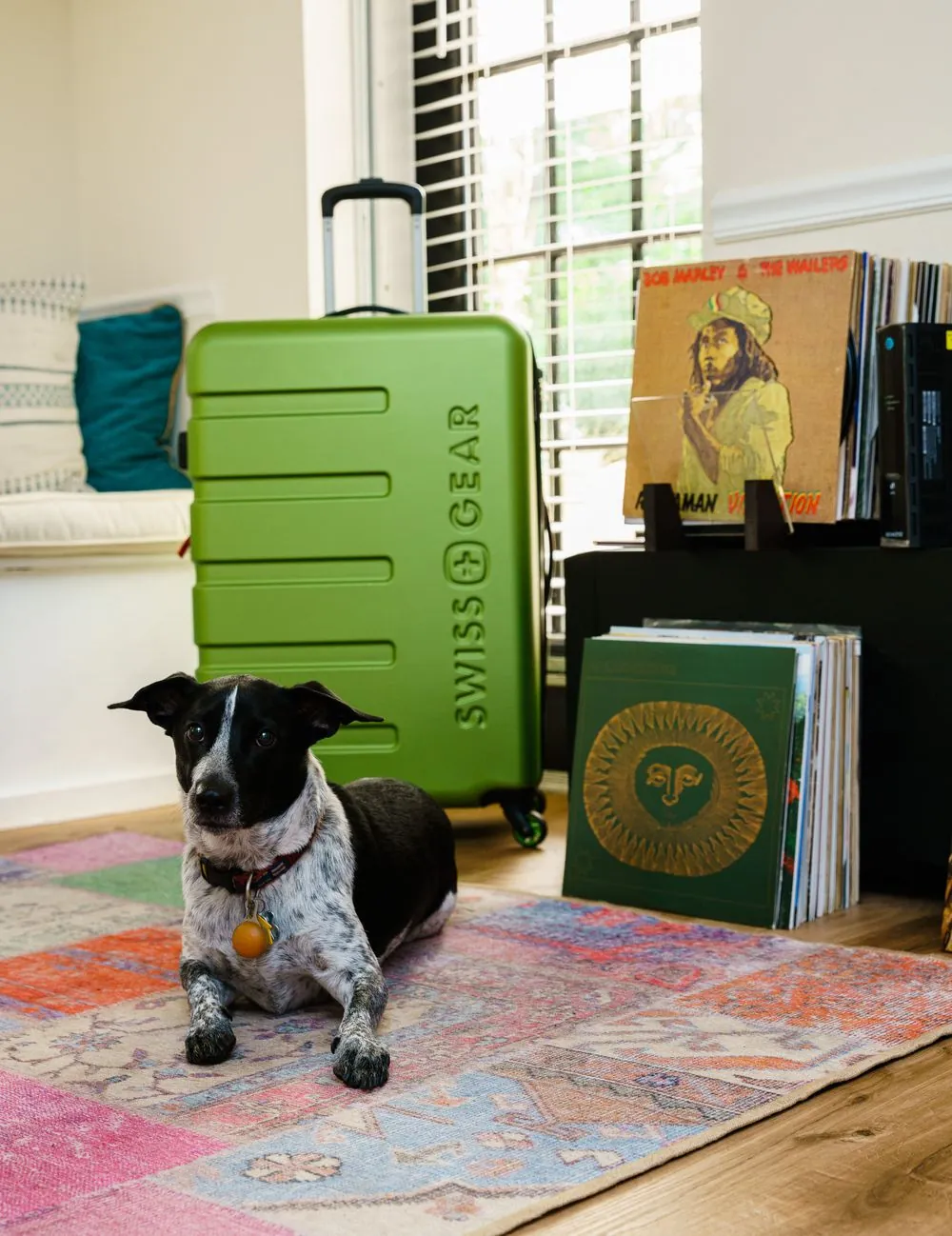 SwissGear luggage in a living room with a dog on the rug